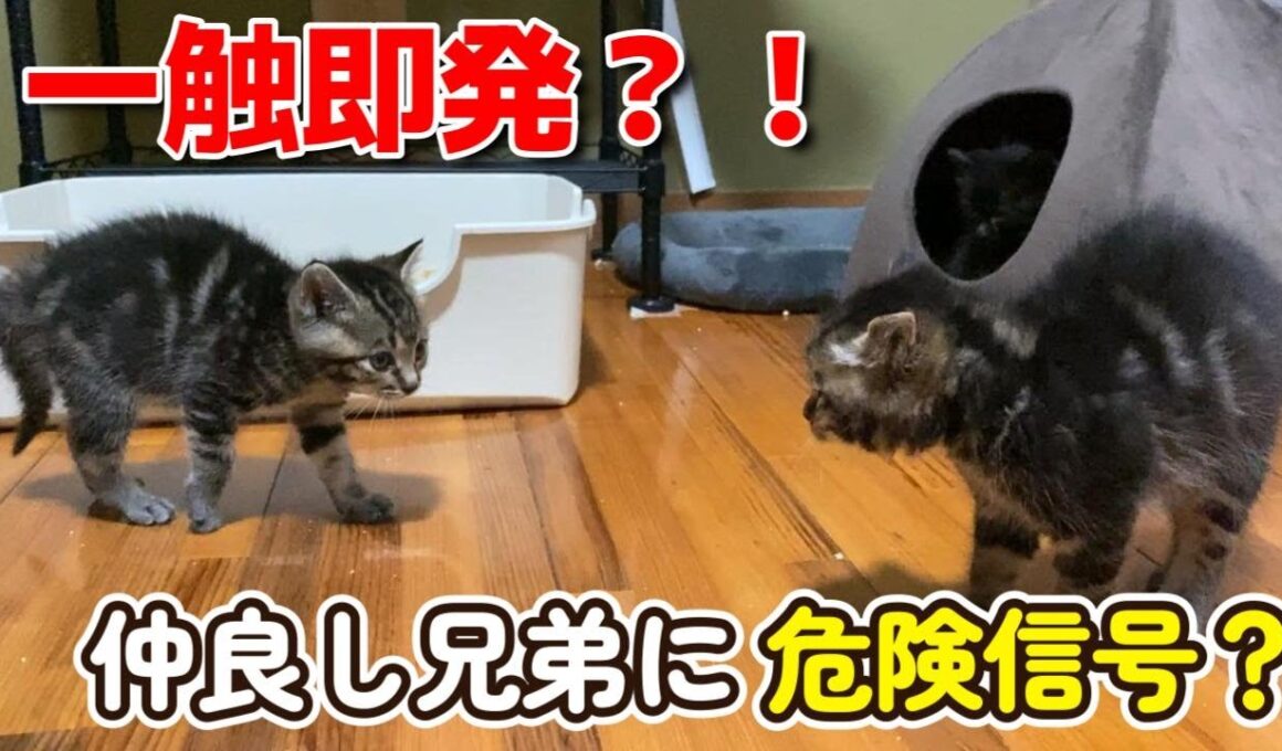 【一触即発？！】仲良しな子猫兄弟に危険信号？？