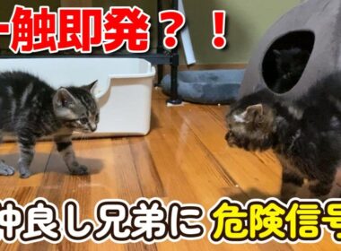【一触即発？！】仲良しな子猫兄弟に危険信号？？