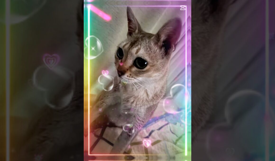 きみは僕のすべて #cat #singapuracat #猫のいる暮らし #シンガプーラ #保護猫