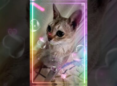 きみは僕のすべて #cat #singapuracat #猫のいる暮らし #シンガプーラ #保護猫