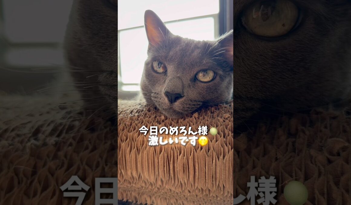 【ロシアンブルー】めろん激しいです🤭最後は...🫢【猫】#shorts