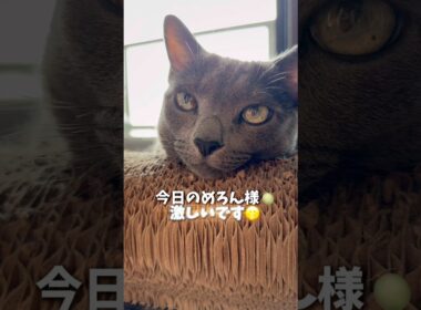 【ロシアンブルー】めろん激しいです🤭最後は...🫢【猫】#shorts