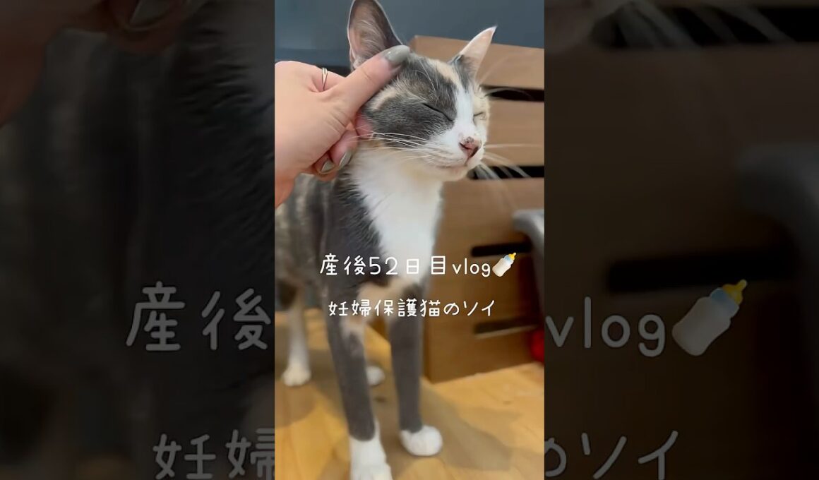 妊婦保護猫のソイ🤎産後５２日目vlog｜お部屋をお引越ししたソイファミリー🏠子猫たちやシナモン姉さんに励まされたソイ🐈　#保護猫 #猫の出産 #妊娠猫 #子猫の成長記録 #cat