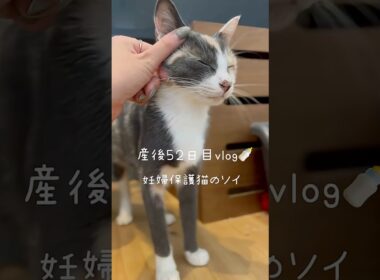 妊婦保護猫のソイ🤎産後５２日目vlog｜お部屋をお引越ししたソイファミリー🏠子猫たちやシナモン姉さんに励まされたソイ🐈　#保護猫 #猫の出産 #妊娠猫 #子猫の成長記録 #cat