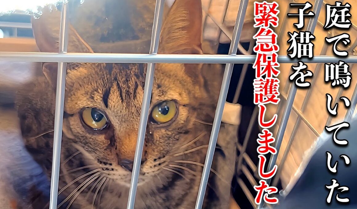 家の庭で鳴いていた子猫、放っておけず緊急保護しました