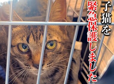 家の庭で鳴いていた子猫、放っておけず緊急保護しました