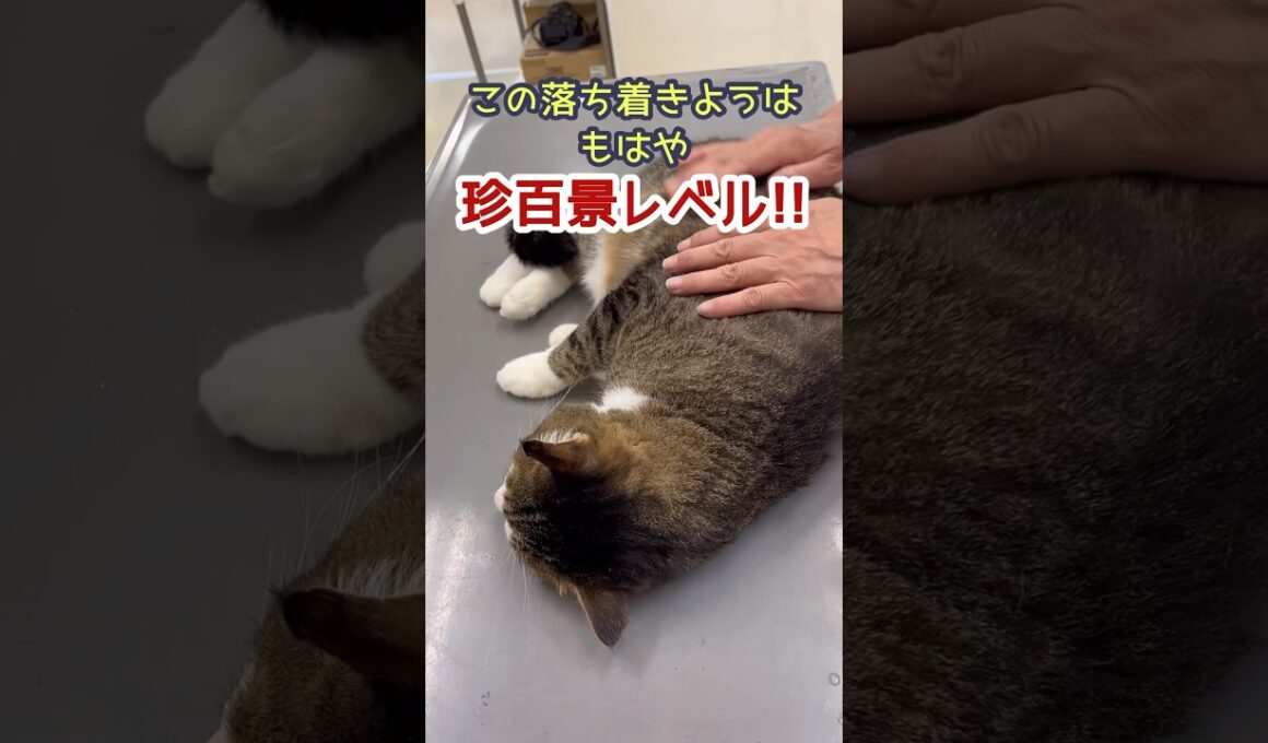 【何でこんなに大人しいの】タロウちゃんの術後に迫る！#動物病院 #かわいい #癒し #ねこ #ねこのいる生活