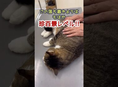 【何でこんなに大人しいの】タロウちゃんの術後に迫る！#動物病院 #かわいい #癒し #ねこ #ねこのいる生活