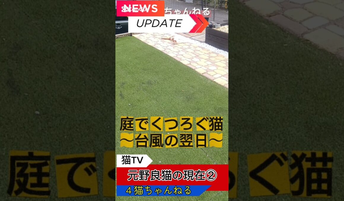 【庭でくつろぐ猫】#ねこ #多頭飼い #日本猫 #シニア猫 #和猫 #shorts