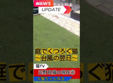【庭でくつろぐ猫】#ねこ #多頭飼い #日本猫 #シニア猫 #和猫 #shorts
