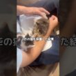 大福ははっさくの真似ばかりする #保護猫 #野良猫 #子猫 #shorts