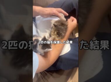 大福ははっさくの真似ばかりする #保護猫 #野良猫 #子猫 #shorts