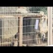 【マヌルネコの子どもたちが元気いっぱい！素早く動き回る姿をドルビービジョンで🐱｜東山動植物園】＃東山動物園＃東山動植物園＃マヌルネコ、東山動植物園＃マヌルネコのうたペルシャネコ、ベンガルネコ、＃Zoo