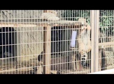 【マヌルネコの子どもたちが元気いっぱい！素早く動き回る姿をドルビービジョンで🐱｜東山動植物園】＃東山動物園＃東山動植物園＃マヌルネコ、東山動植物園＃マヌルネコのうたペルシャネコ、ベンガルネコ、＃Zoo