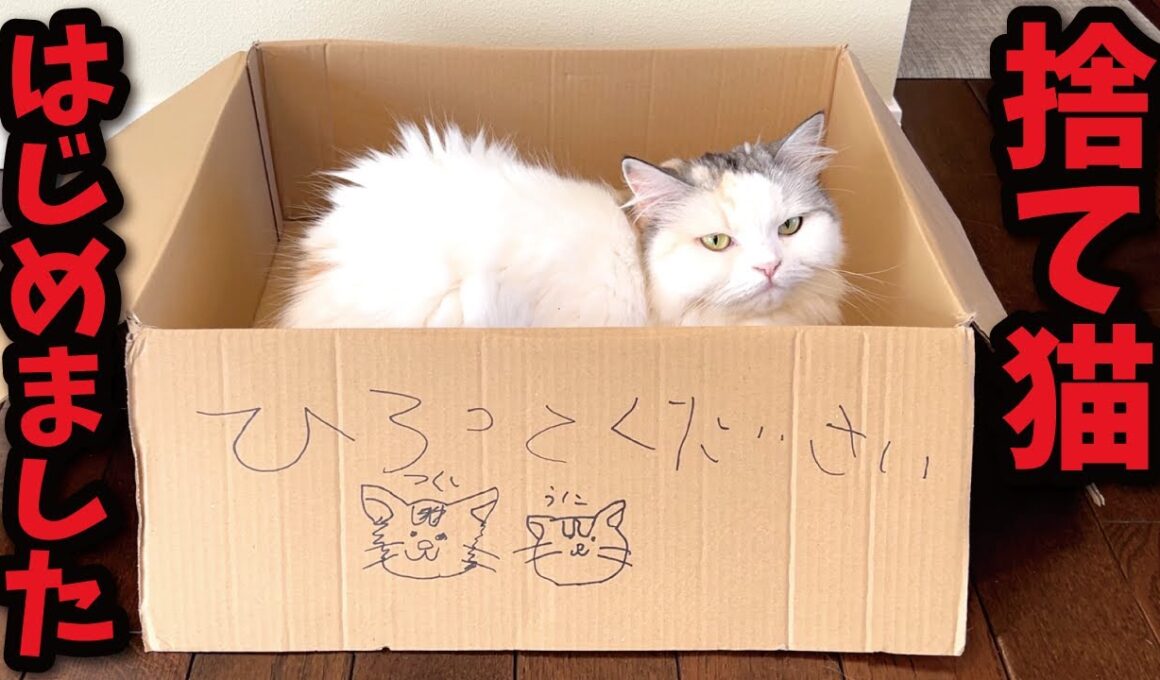 捨て猫になりたくてたまらない猫たちがこちら【関西弁でしゃべる猫】【猫アテレコ】