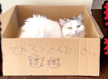 捨て猫になりたくてたまらない猫たちがこちら【関西弁でしゃべる猫】【猫アテレコ】