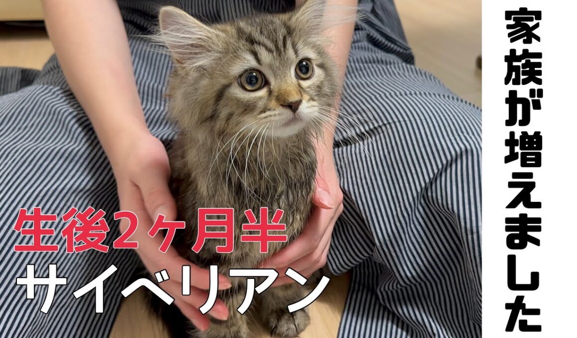 【ご報告】生後2ヶ月半のサイベリアン子猫を家族に迎えることにしました