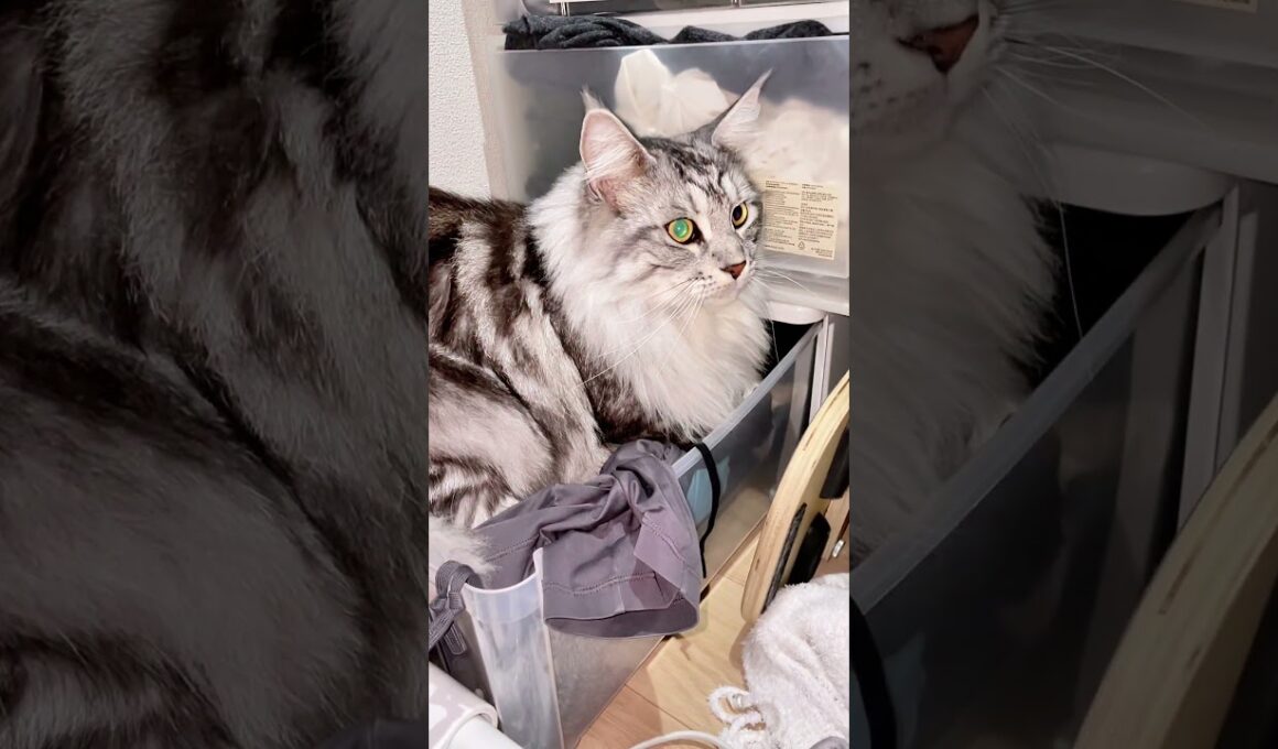 洗ったばかりの服なのに、いつも毛だらけ！ #ラグドール#メインクーン #mainecoon #猫のいる暮らし #ragdoll #cat