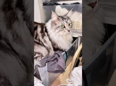 洗ったばかりの服なのに、いつも毛だらけ！ #ラグドール#メインクーン #mainecoon #猫のいる暮らし #ragdoll #cat