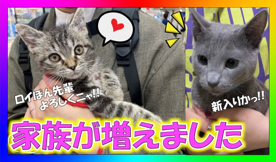 【ご報告】新しい家族が増えました。生後3か月、ラパーマの男の子！！【ロイぽん】