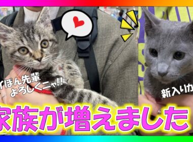 【ご報告】新しい家族が増えました。生後3か月、ラパーマの男の子！！【ロイぽん】