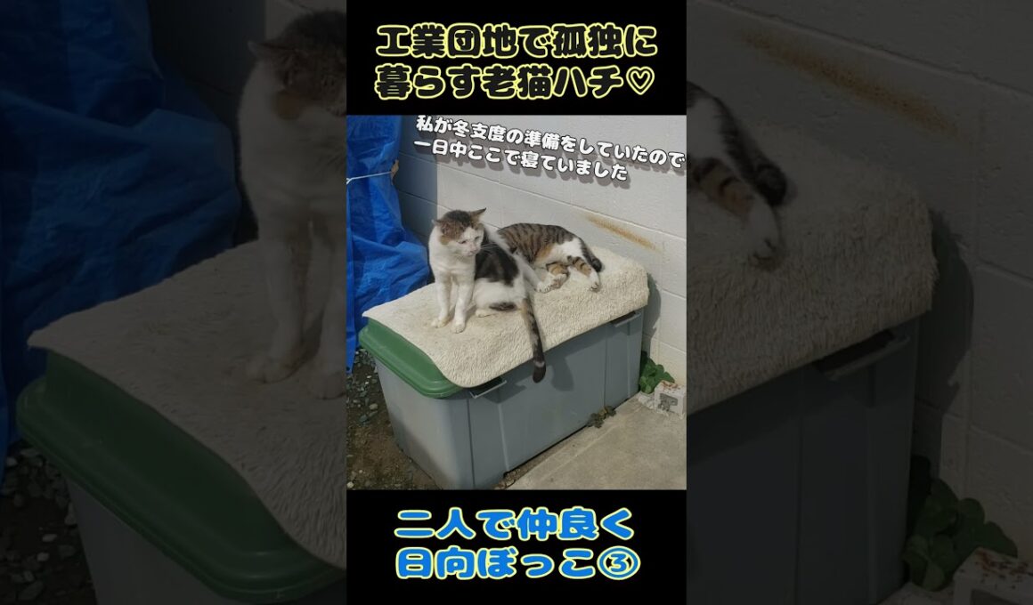 【野良猫】工業団地で孤独に暮らす老猫ハチ♡二人で仲良く日向ぼっこ③