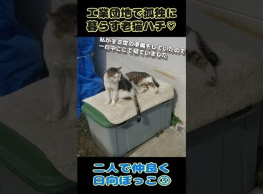 【野良猫】工業団地で孤独に暮らす老猫ハチ♡二人で仲良く日向ぼっこ③