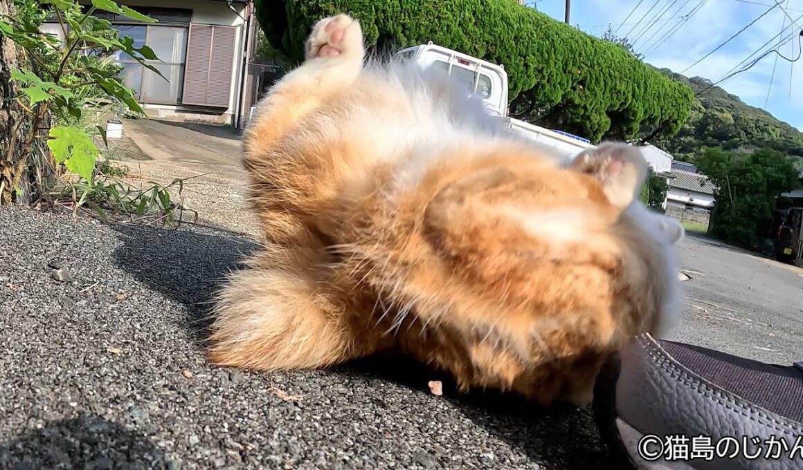 ボブテールのゴロゴロが可愛い