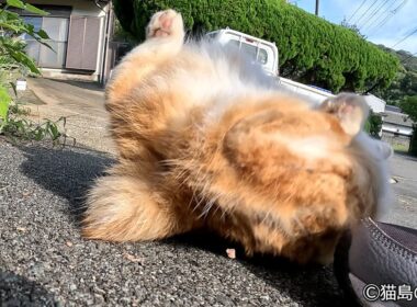 ボブテールのゴロゴロが可愛い