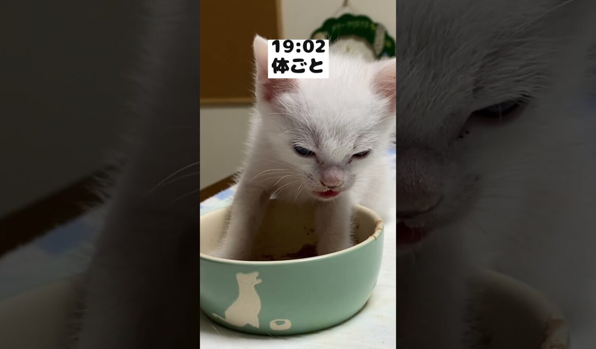 腕ごと突っ込んでご飯を食べる赤ちゃん猫の１日
