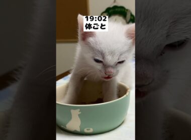 腕ごと突っ込んでご飯を食べる赤ちゃん猫の１日