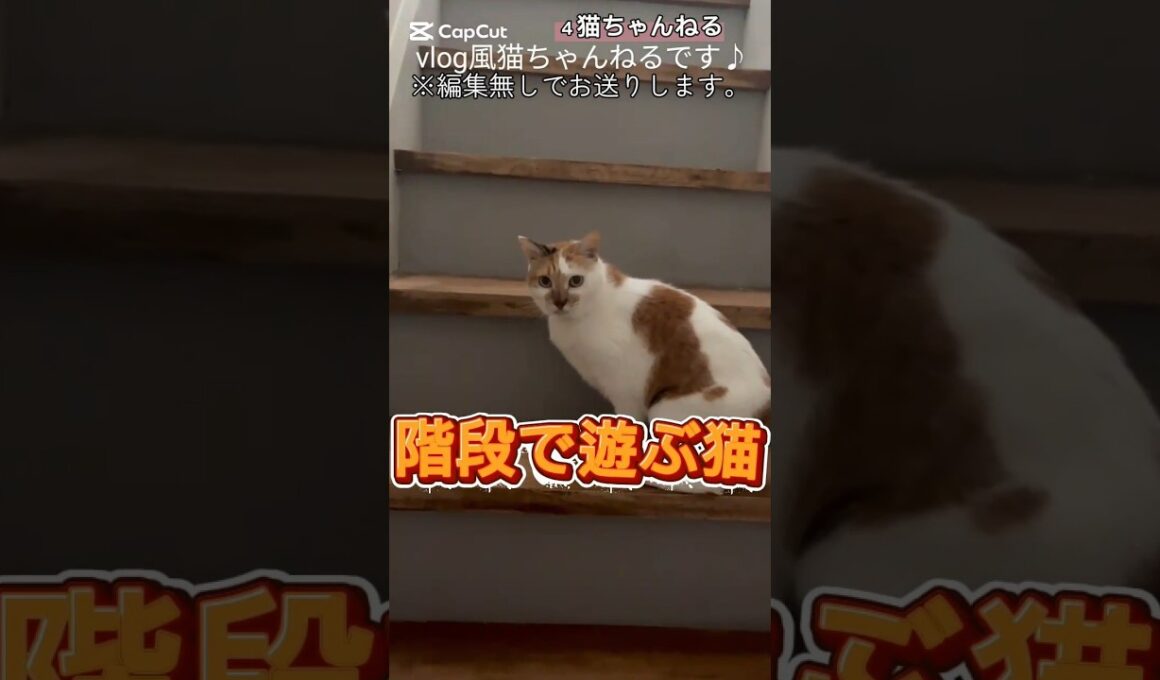 【階段で遊ぶ猫】#ねこ #みけねこ #多頭飼い #元捨て猫 #保護猫 #日本猫 #shorts