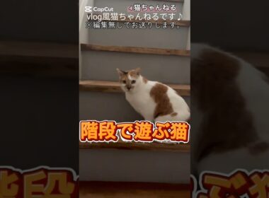 【階段で遊ぶ猫】#ねこ #みけねこ #多頭飼い #元捨て猫 #保護猫 #日本猫 #shorts