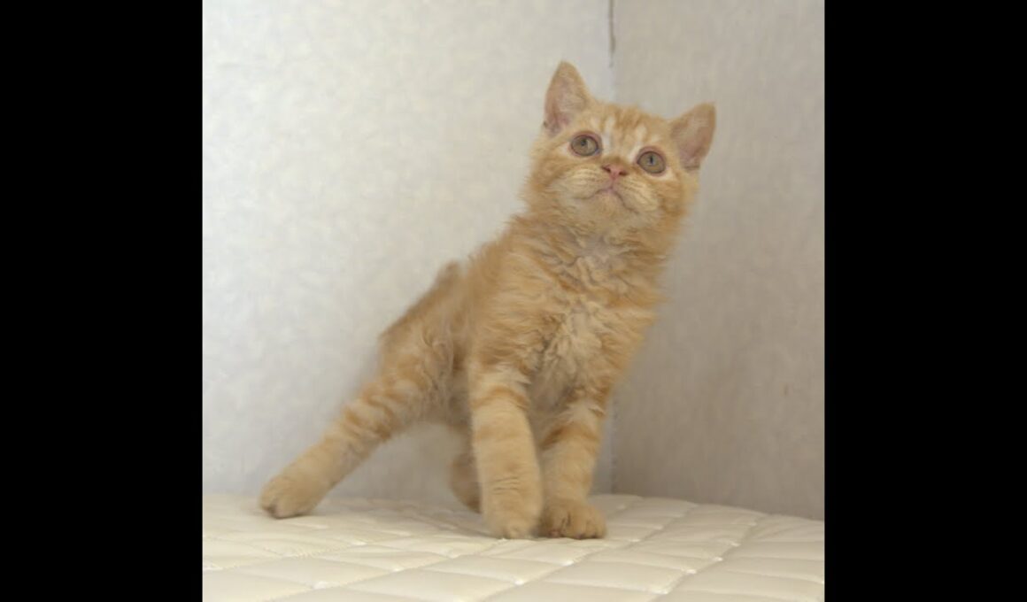 セルカークレックス子猫　Selkirk Rex　2025.5.28産まれ　レッドタビー　巻き毛　男の子　シーダキャット猫のお店