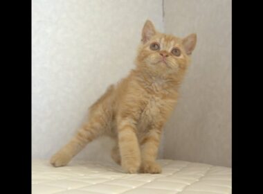 セルカークレックス子猫　Selkirk Rex　2025.5.28産まれ　レッドタビー　巻き毛　男の子　シーダキャット猫のお店