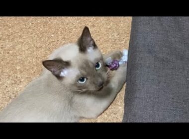 トンキニーズ【2022/09/14】