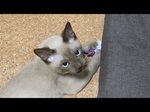 トンキニーズ【2022/09/14】