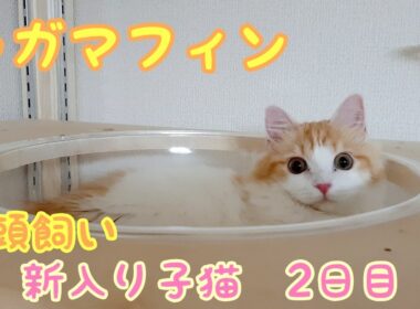 猫多頭飼い２日目★新入り子猫(ラガマフィン)は威嚇するのか？！ミヌエット、ラグドールそれぞれの反応はいかに！？#cat #ねこ#ラガマフィン　#ミヌエット
