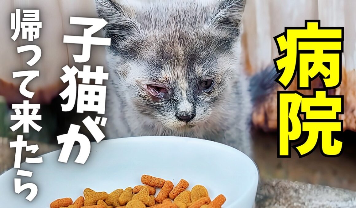 帰ってきた時、子猫の体に起きていた“ある変化”とは？