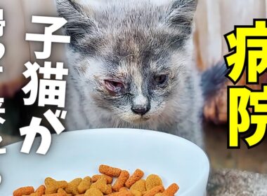 帰ってきた時、子猫の体に起きていた“ある変化”とは？