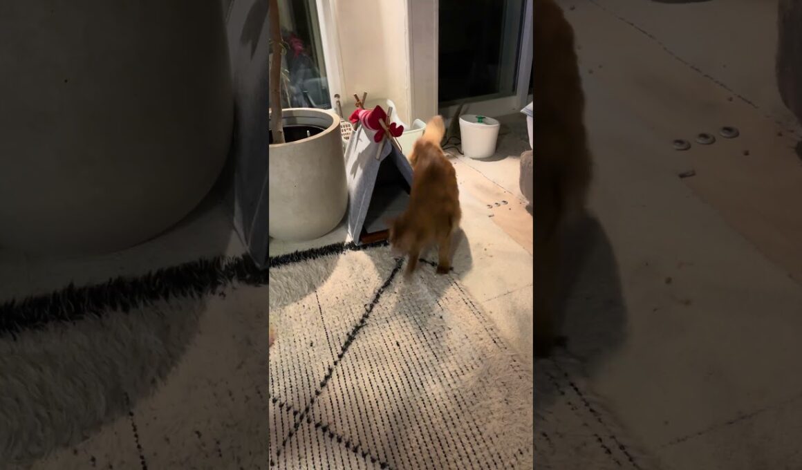 ロケットダッシュにゃー🐈 #cat #ねこ #猫 #ネコ  #ソマリ #chat