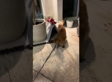 ロケットダッシュにゃー🐈 #cat #ねこ #猫 #ネコ  #ソマリ #chat