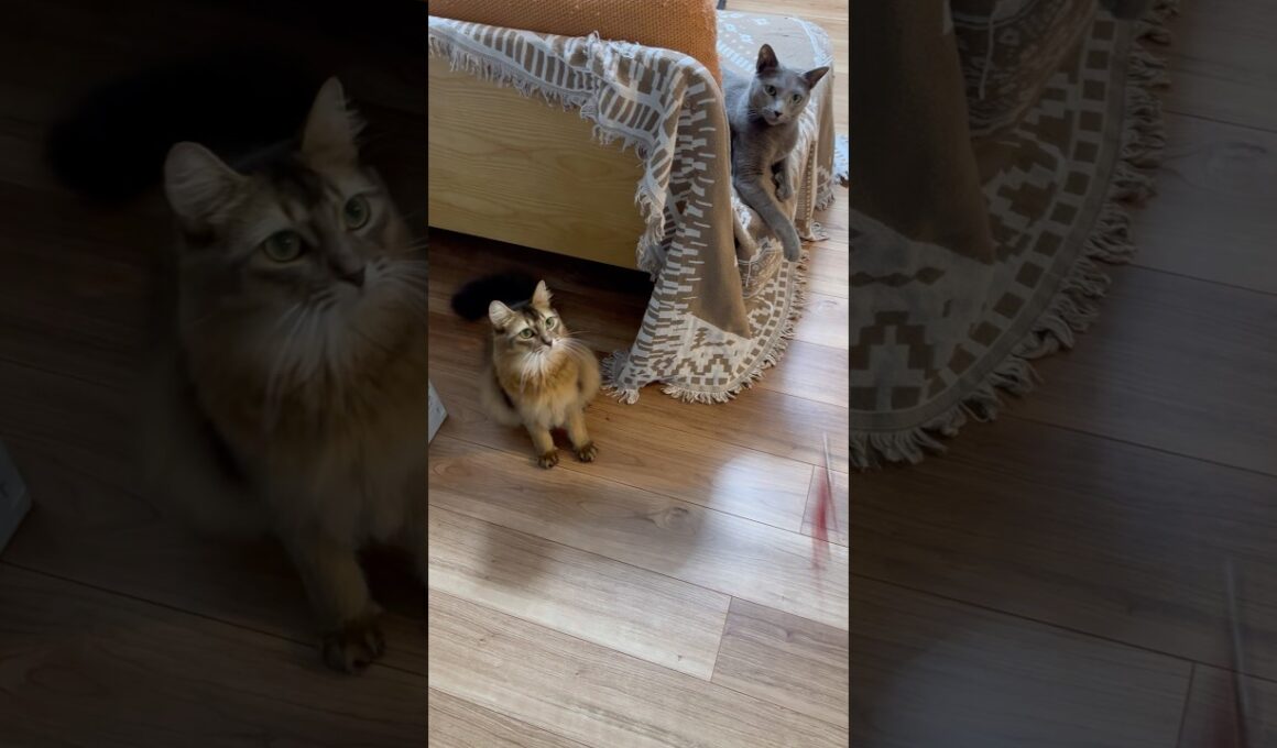 #ロシアンブルー  #ソマリ