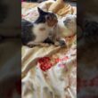 シャムの子ネコ雫「三毛猫ミックスが来てくれて、ナメナメしてくれた、嬉しかったけど、行っちゃった」