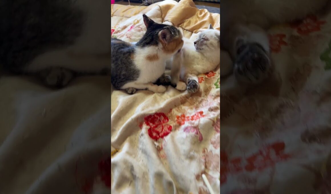 シャムの子ネコ雫「三毛猫ミックスが来てくれて、ナメナメしてくれた、嬉しかったけど、行っちゃった」