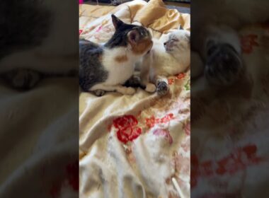 シャムの子ネコ雫「三毛猫ミックスが来てくれて、ナメナメしてくれた、嬉しかったけど、行っちゃった」