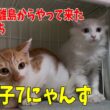 沖縄の離島からやって来た子猫達です