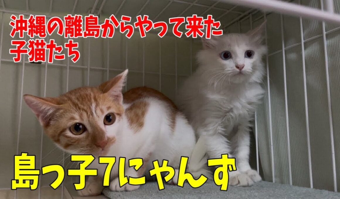 沖縄の離島からやって来た子猫達です