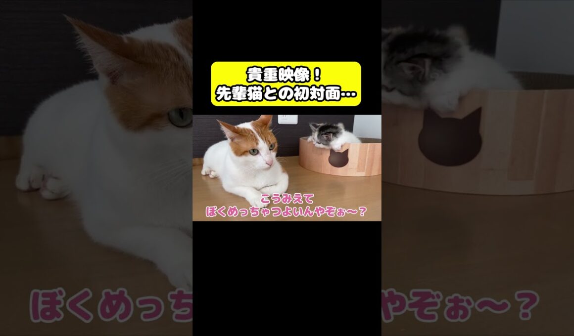 貴重映像！先輩猫との初対面…#猫 #おもしろ #アテレコ #ニャンチューバーつくし