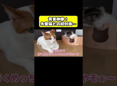 貴重映像！先輩猫との初対面…#猫 #おもしろ #アテレコ #ニャンチューバーつくし